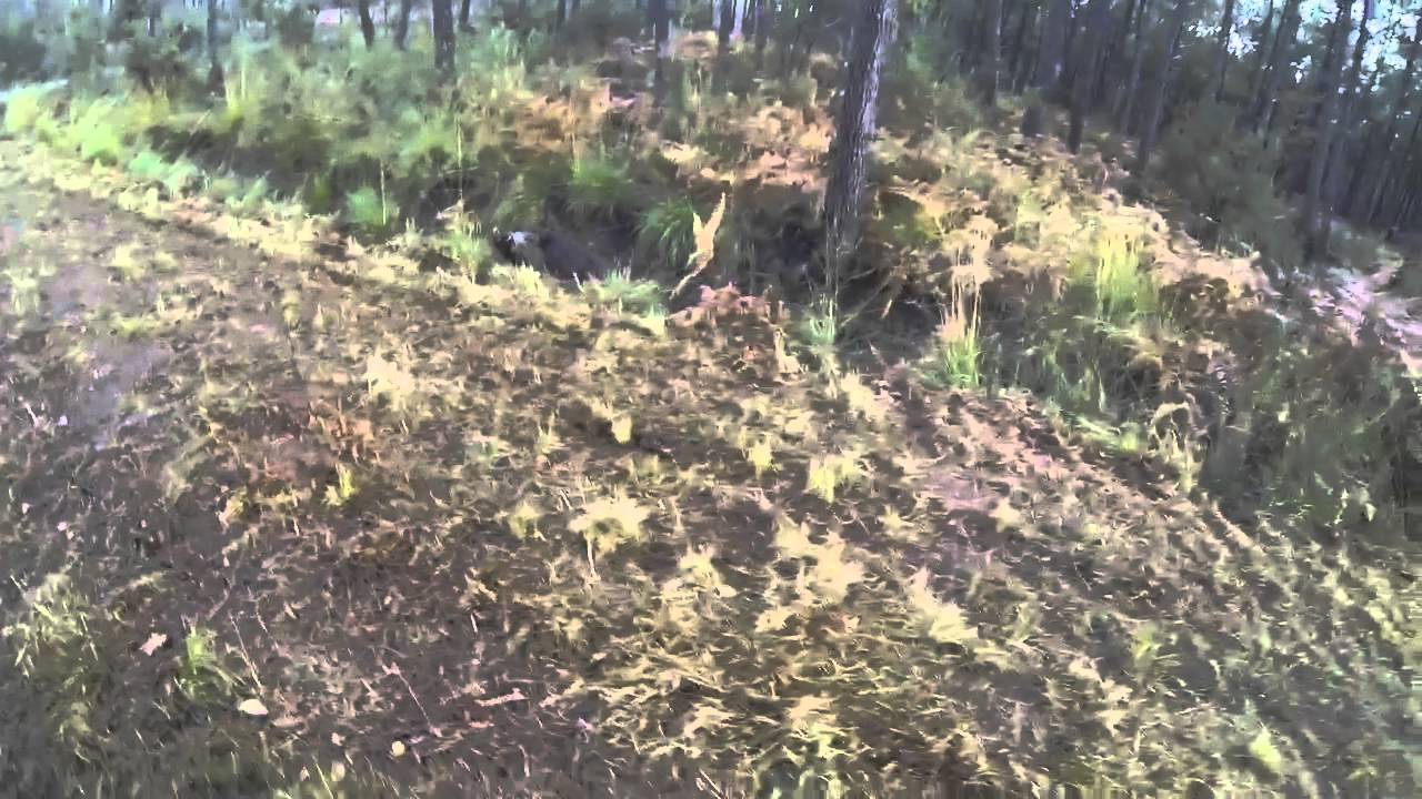 Vidéo : il tir un énorme sanglier dans ses pieds