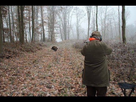 Vidéo : battue aux sangliers en Bretagne filmée avec drone