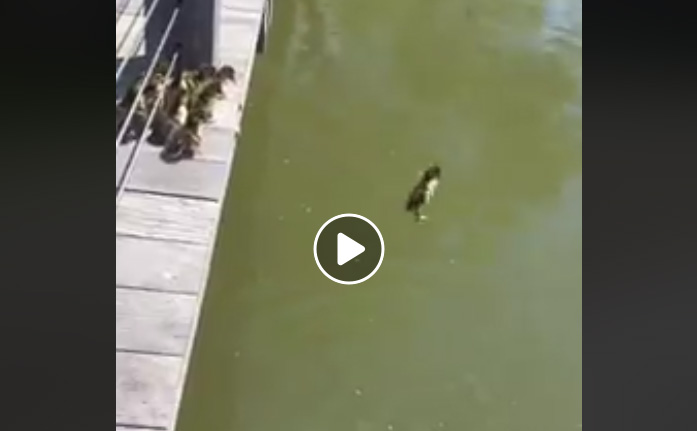 Vidéo : canards plongeurs ou canards de surfaces ?