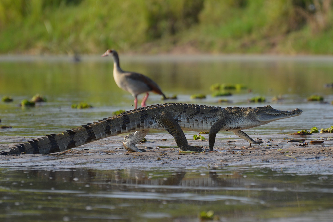 Vidéo : quand un alligator récupère ton canard mort !