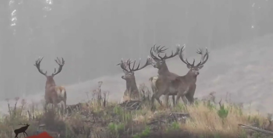 Vidéo : 5 cerfs d’une beauté exceptionnelle