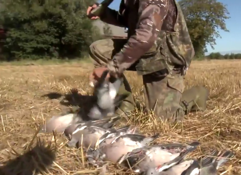 Vidéo : impressionnante chasse aux pigeons