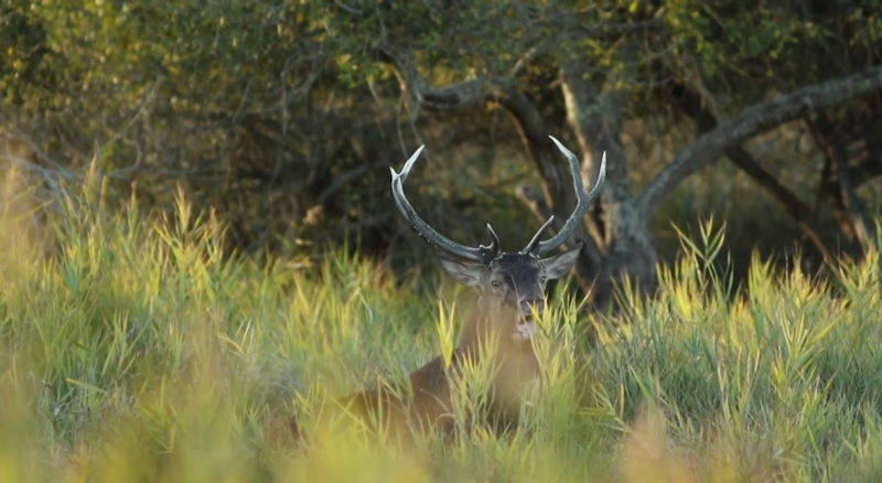 Vidéo : le cerf et ses mystères