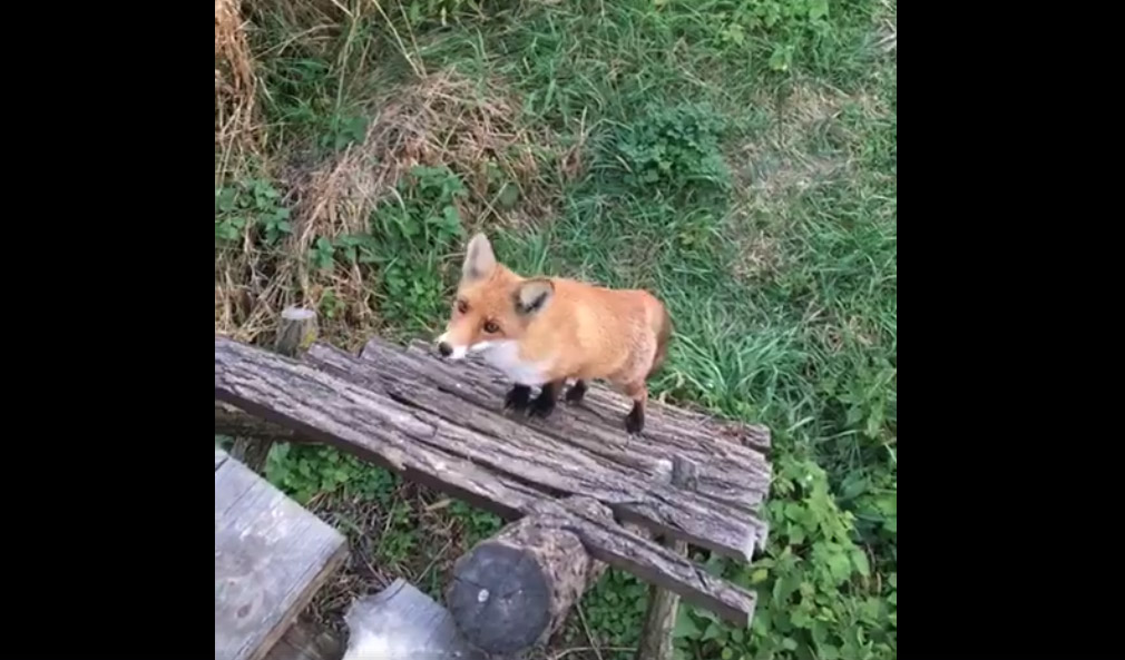 Vidéo : un renard qui monte au mirador !