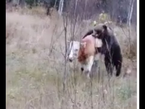 Vidéo : attaque d’un ours sur une vache