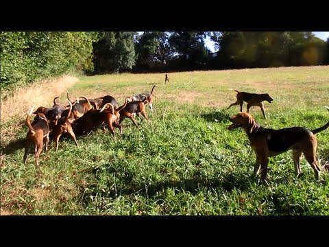 idéo : ferme sur sanglier avec chiens courants