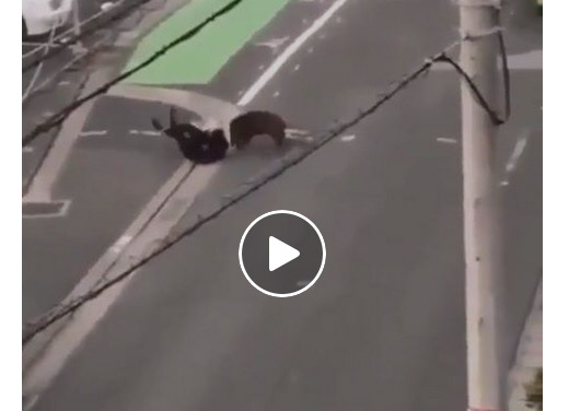 Vidéo : un homme attaqué en pleine ville par un sanglier