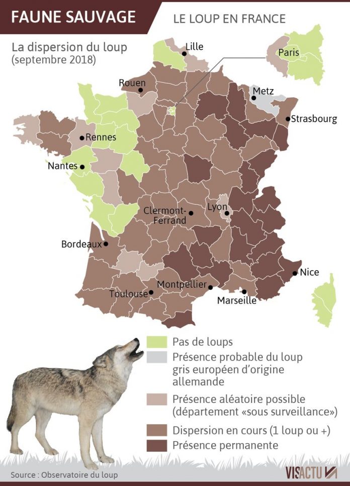 Plus De Loups En France Chasse Passion