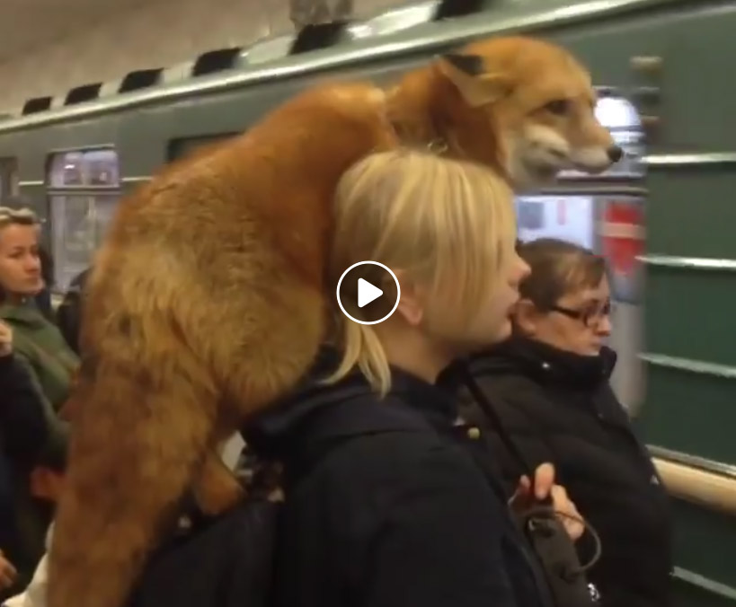 Vidéo : elle prend le métro avec son renard !