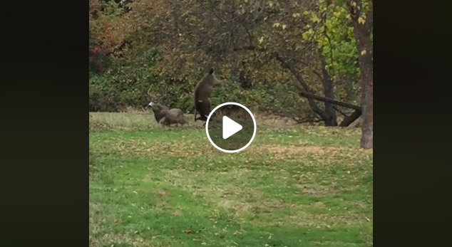 Vidéo : combat épic entre 2 cerfs de virginie