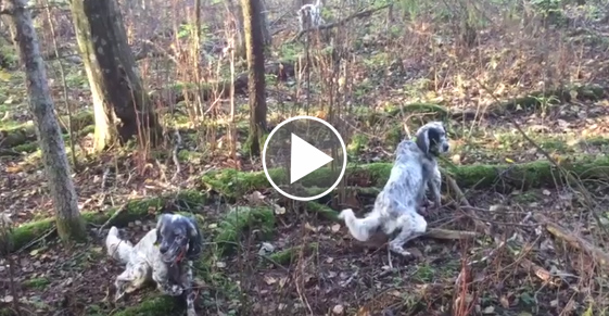 Vidéo : une bécasse arrêtée sous la queue d’un setter