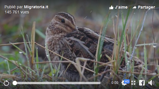 Vidéo : la reine des marais en gros plan