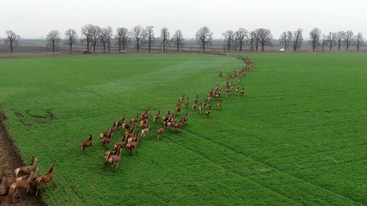 Vidéo : une harde exceptionnelle de cervidés