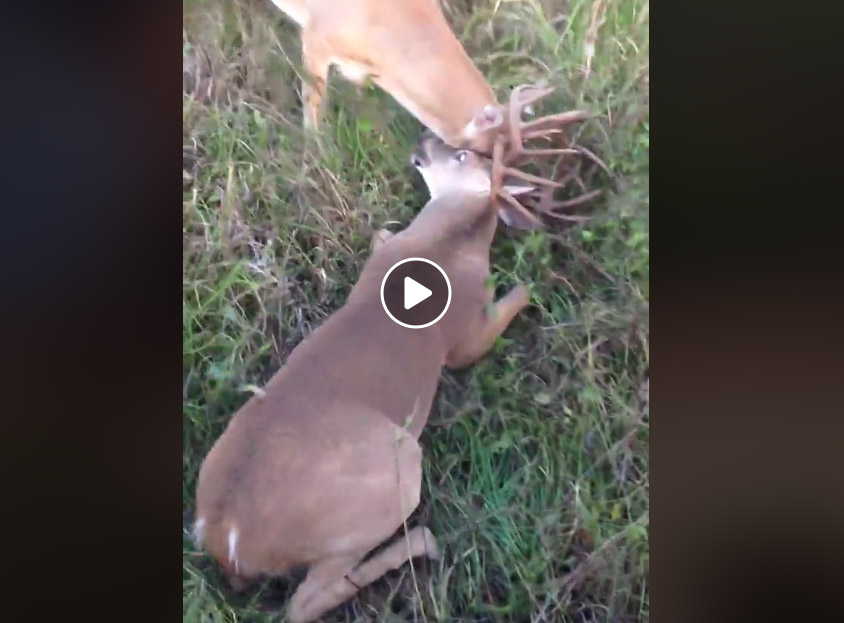 Vidéo : il sauve 2 cerfs de Virginie emmêlés après le brame