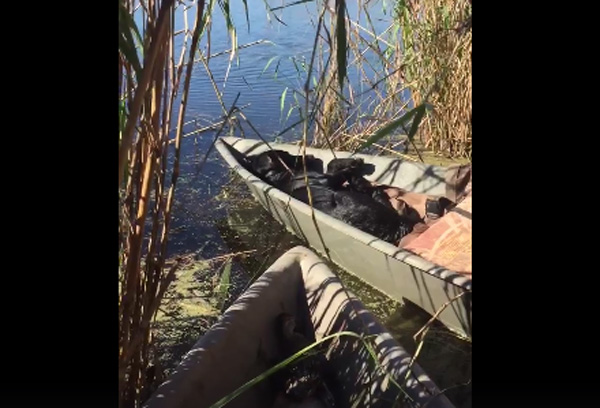 Vidéo : il fait peur à son chien de chasse en train de dormir