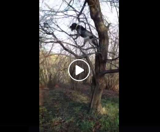 Vidéo : quand ton chien de rapport c’est en fait un chat !