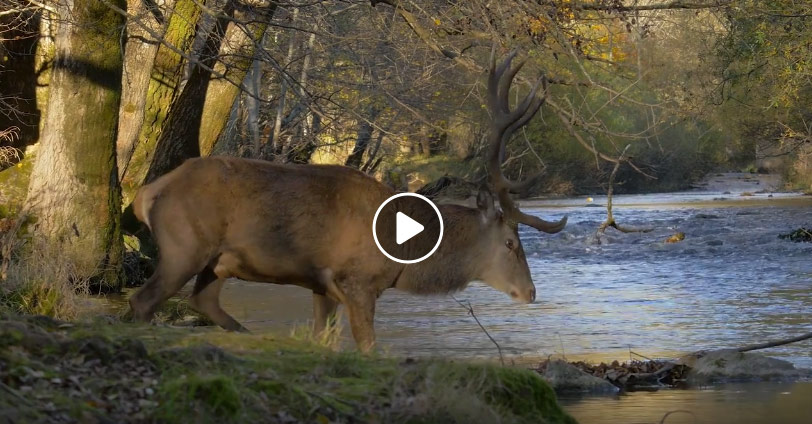 Vidéo : vidéo HD d’un cerf qui traverse une rivière