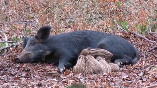 Vidéo : une laie allaite ses marcassins