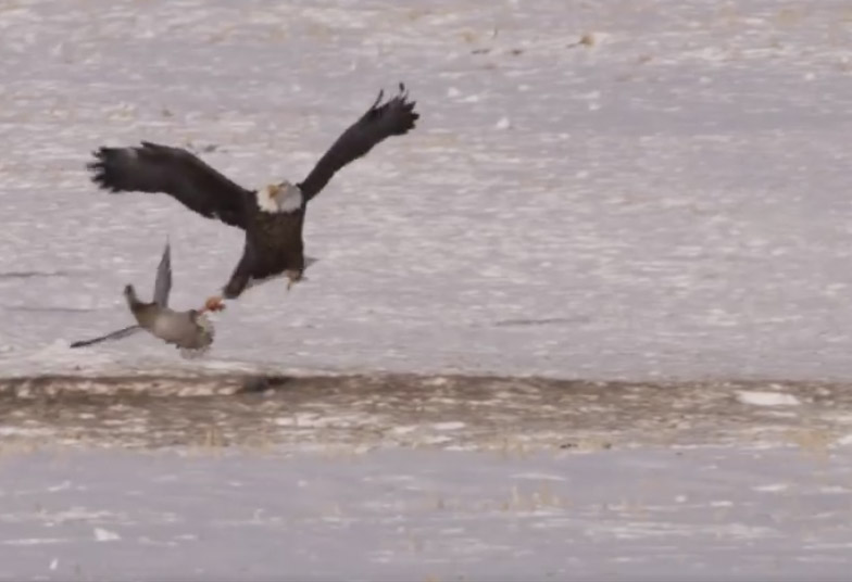 Vidéo : un pygargue chasse un canard en plein vol