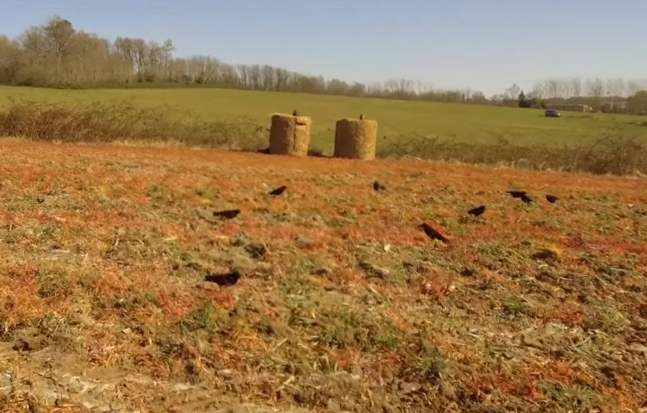 Vidéo : très belle vidéo de chasse aux corvidés