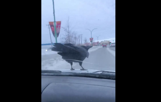 Vidéo : un corbeau aidé au décollage !