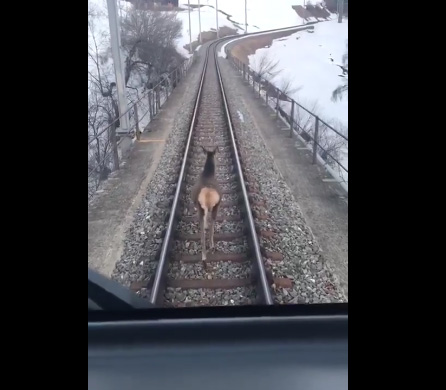 Vidéo : une biche empêche un train de circuler