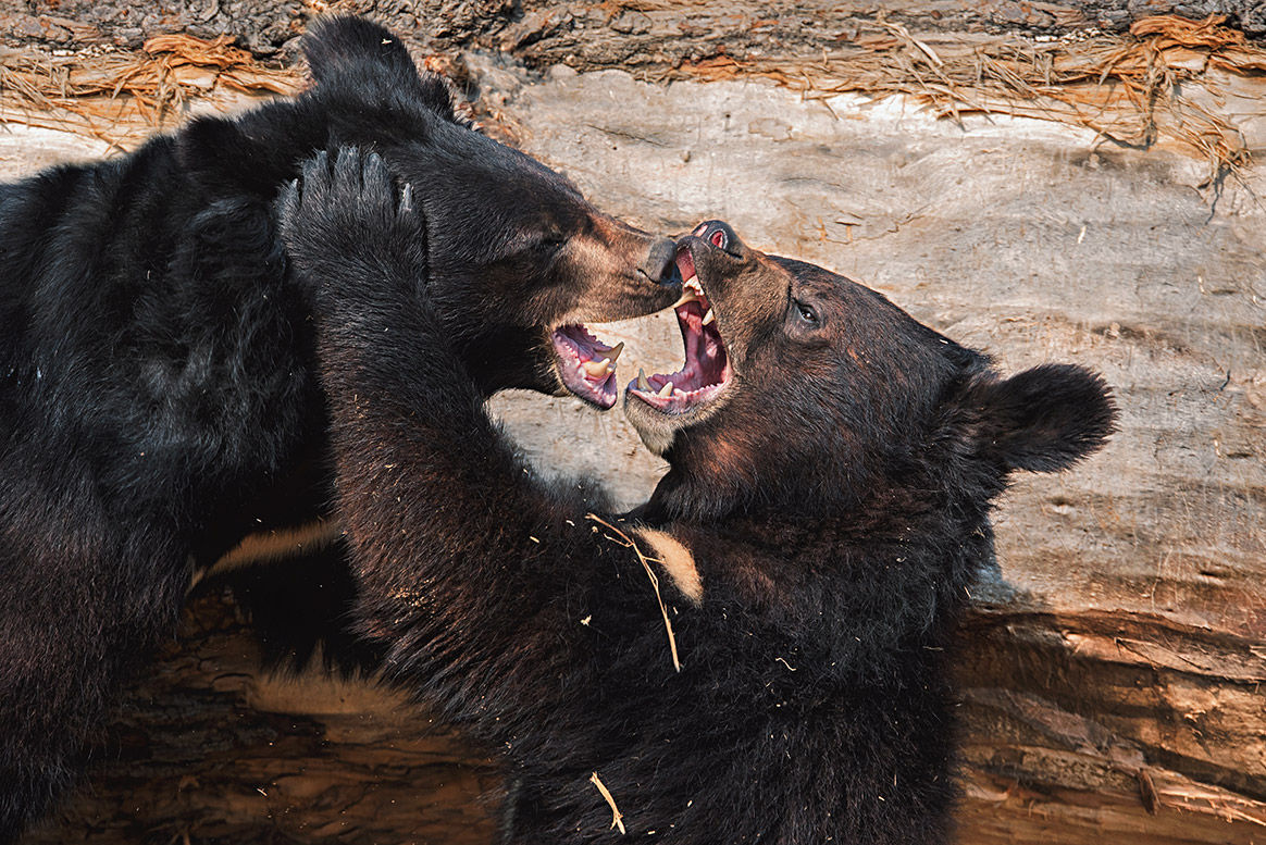 Vidéo : 2 ours se battent dans un jardin