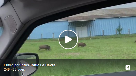 Vidéo : 20 sangliers en pleine zone industrielle du Havre