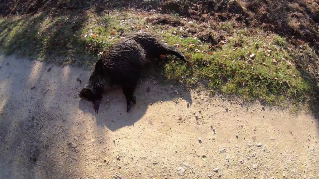 Vidéo : Compilation De Très Beaux Tirs Sur Sanglier - Chasse Passion