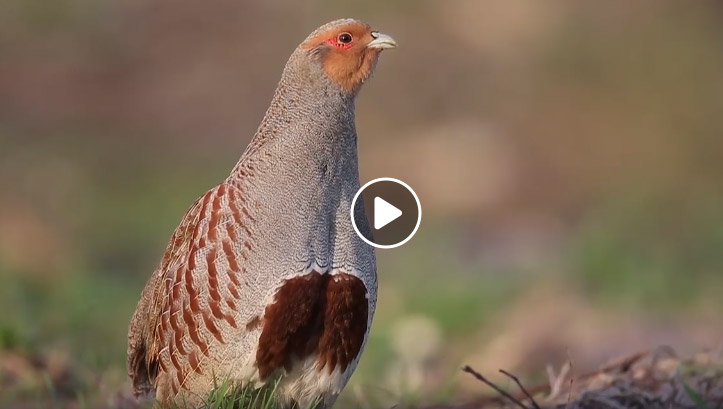 Vidéo : ce qui marche pour la perdrix grise