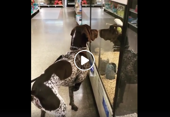 Vidéo : quand ton braque est trop bon !