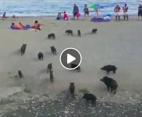 [Vidéo] : Chasser le sanglier depuis votre serviette de plage, c’est possible !