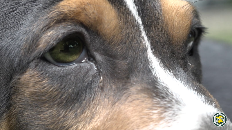 Vidéo : l’hymne aux chiens courants