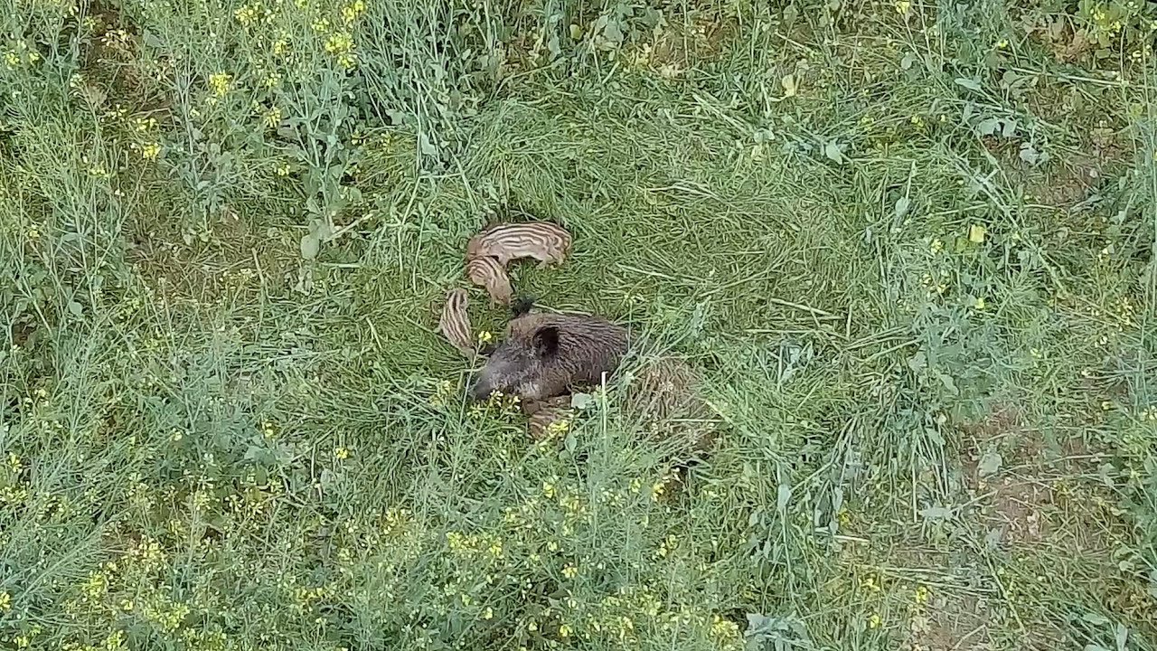 Vidéo : faune sauvage vue du ciel