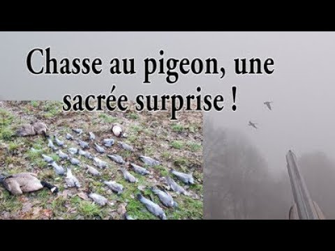 Vidéo : quand tu prélèves 3 bernaches…. au pigeon !