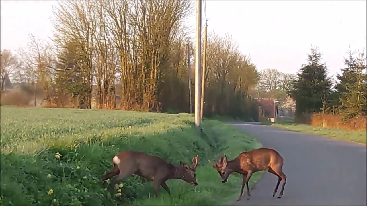 Vidéo : violent combat de chevreuils