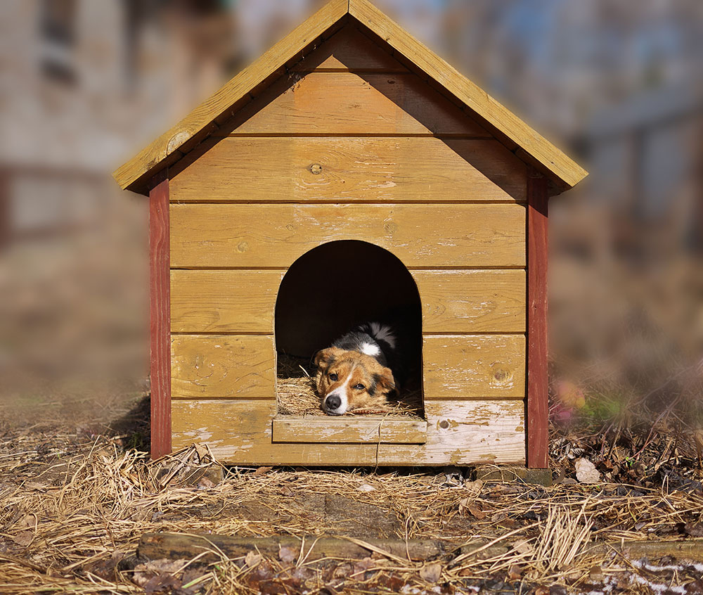 Comment construire et installer un chenil pour ses chiens ?