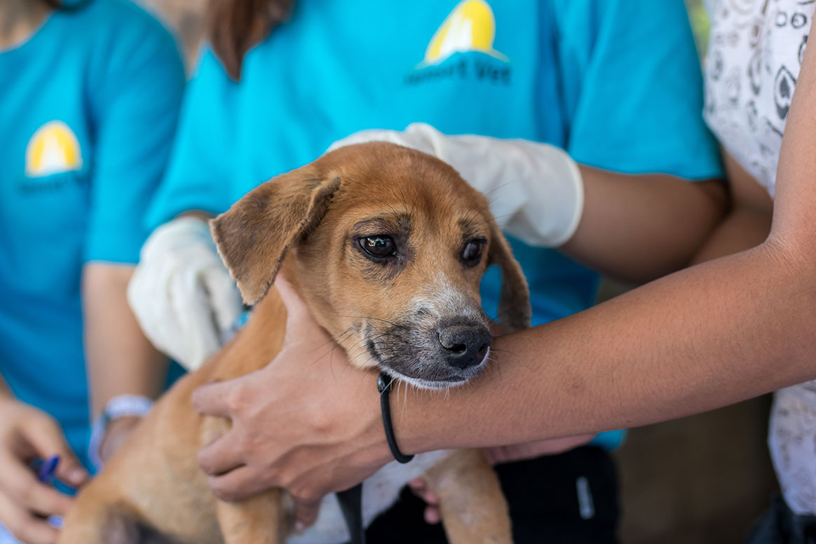 Un chien testé positif au Covid-19 en Chine