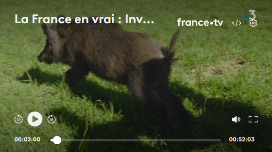 Vidéo : visionnez le reportage « Invasion sangliers »