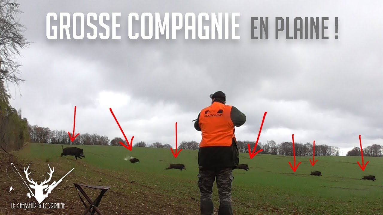 Vidéo : chasse aux sangliers en plaine