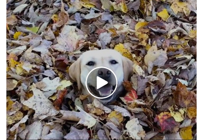 [Vidéo] Un labrador fan des tas de feuilles!