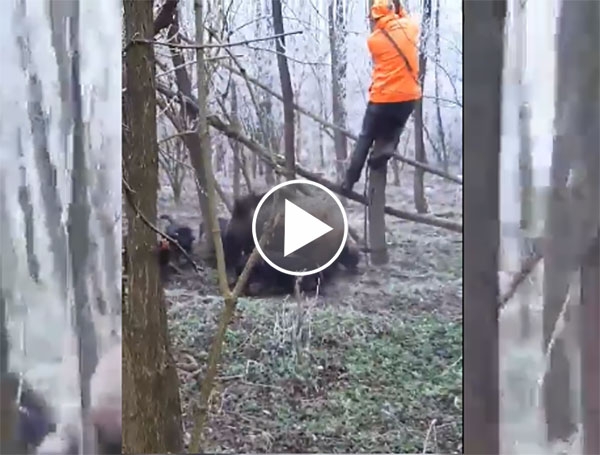 [Vidéo] Des traqueurs pas très courageux !