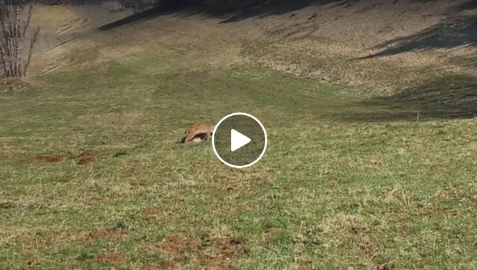 [Vidéo] Un lynx capture un jeune chamois