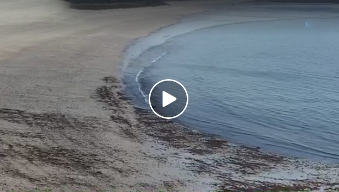 [Vidéo] Un chevreuil prend du bon temps à la plage