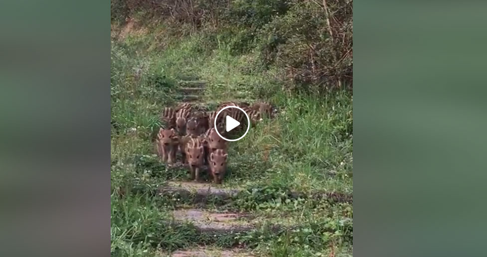 [Vidéo] 15 marcassins viennent à ses pieds