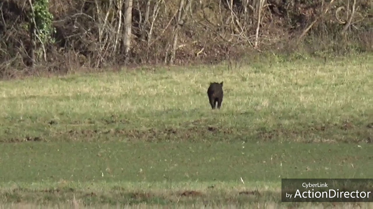 [Vidéo] Chasse aux sangliers dans le Gers