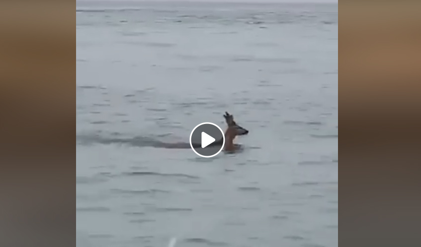 [Vidéo] Un chevreuil accoste au Cap Ferret