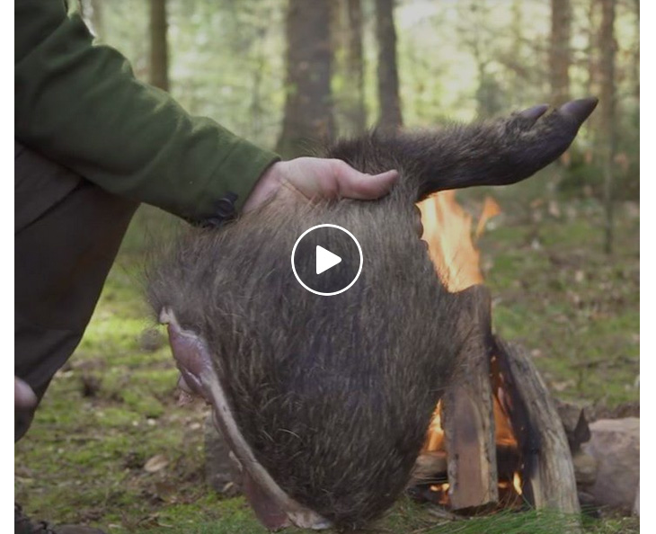 [Vidéo] Préparer et cuisiner un cuissot de sanglier en pleine nature