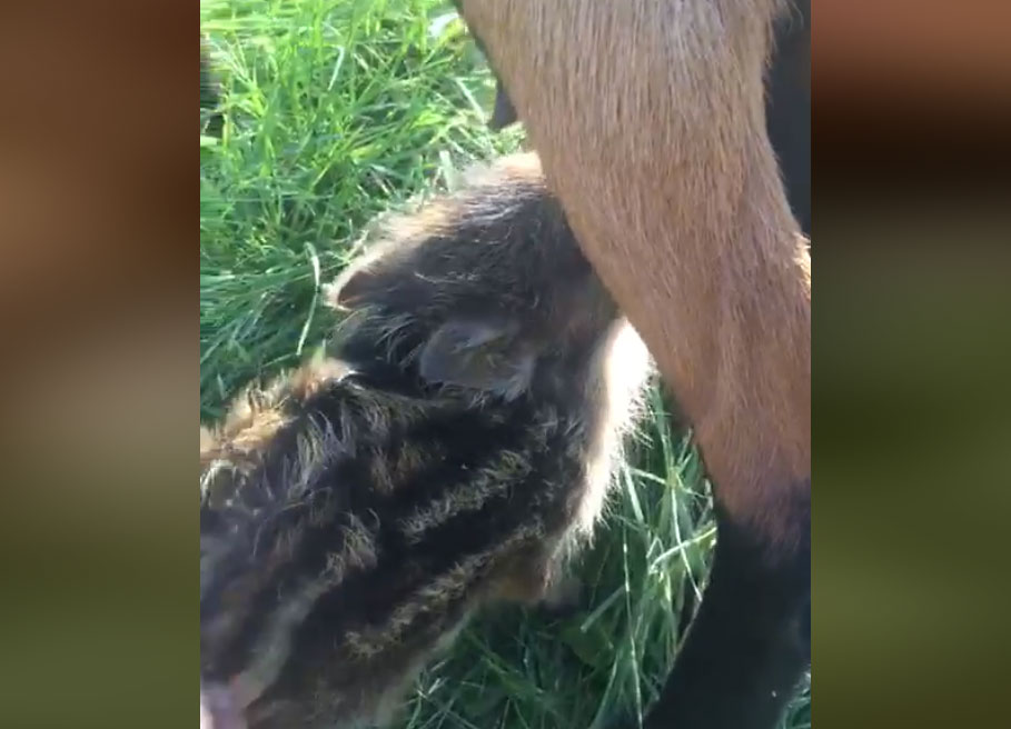 [Vidéo] Un marcassin qui tête une chèvre