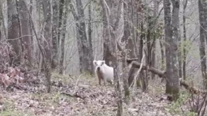 [Vidéo] Un sanglier blanc filmé en Ariège